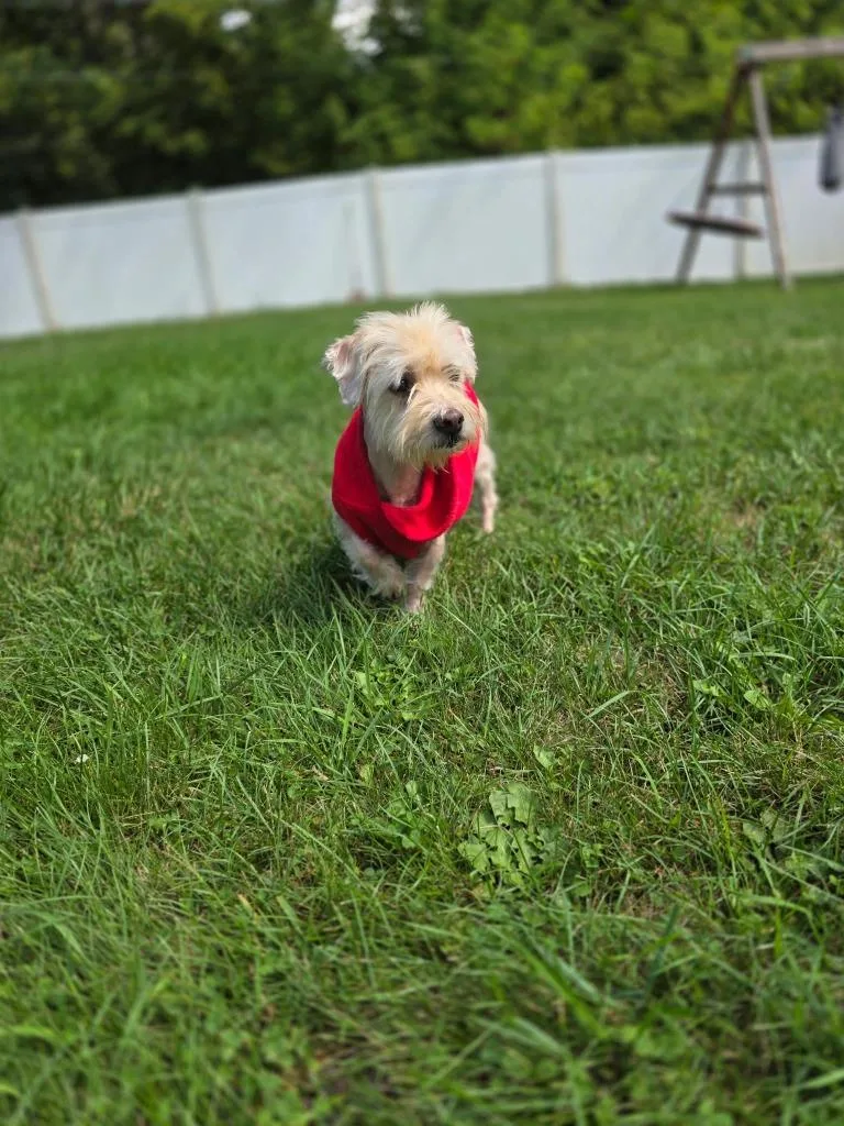 An adult small-sized male Maltese dog named Pierre for adoption in Detroit, MI