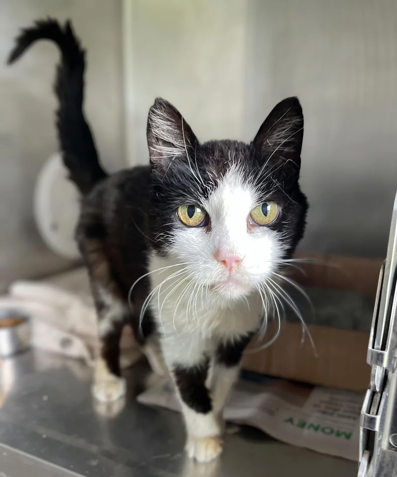 A senior medium-sized female Black & White / Tuxedo Domestic Short Hair cat named Mee Maw for adoption in Seville, OH