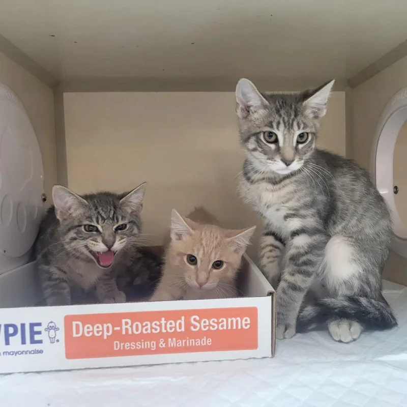 A baby small-sized male Gray / Blue / Silver Domestic Medium Hair cat named Lox for adoption in Westminster, CA