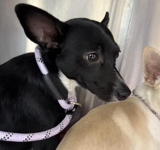 A young small-sized male Chihuahua dog named Lee for adoption in San Pedro, CA