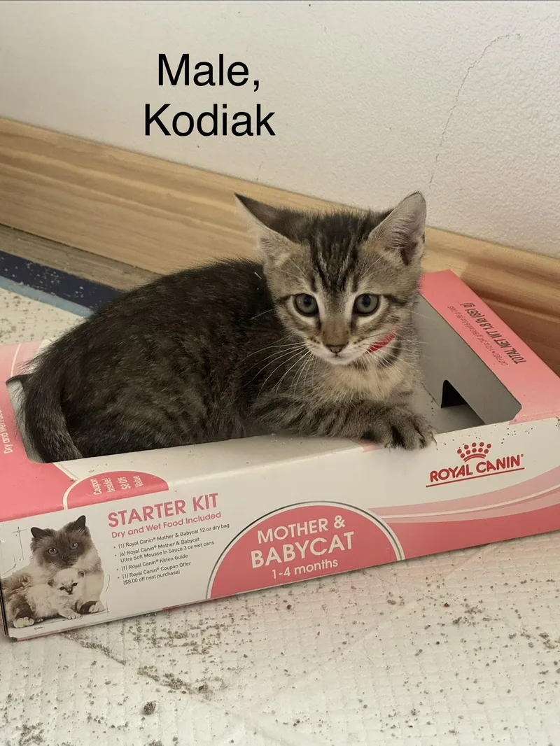 A baby small-sized male Domestic Short Hair cat named Kodiak for adoption in Woodland Hills, CA