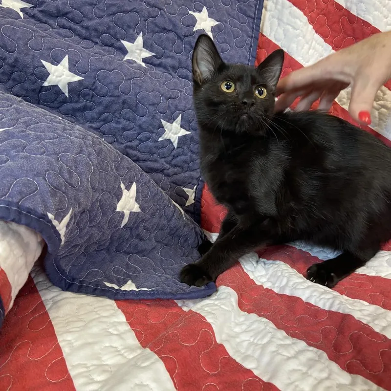 A baby small-sized female Black Domestic Short Hair cat named Puffin for adoption in Columbus, NC