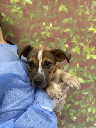 A young small-sized male Shepherd dog named Sunflower for adoption in San Antonio, TX