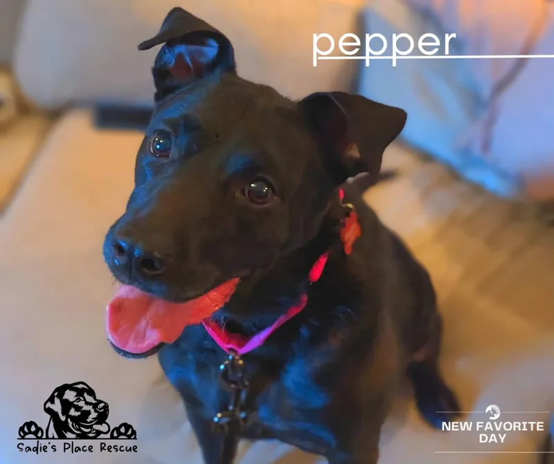 Pepper thumbnail 3