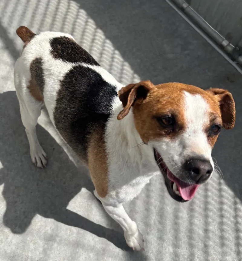An adult small-sized female Jack Russell Terrier dog named Jackie for adoption in Green River, WY