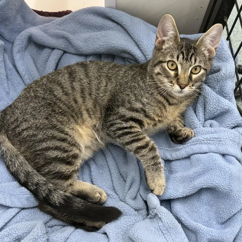 A baby medium-sized male Tabby (Brown / Chocolate) Domestic Short Hair cat named Bleu for adoption in Houston, TX