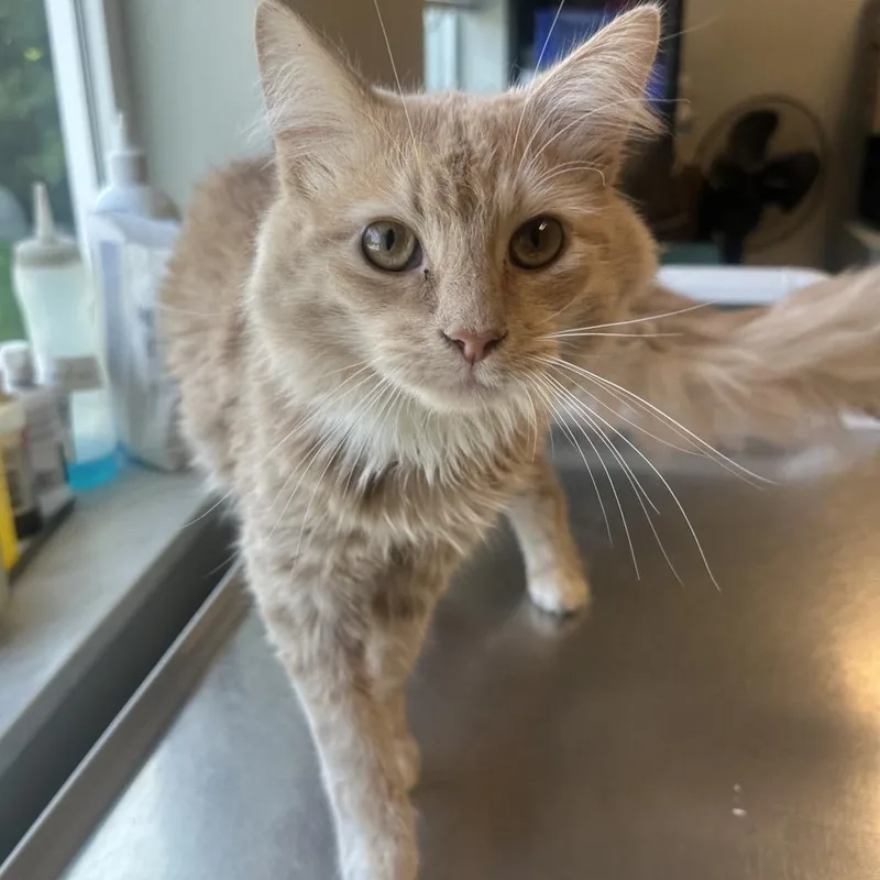 A young medium-sized male Orange / Red Domestic Medium Hair cat named Jax for adoption in Columbia Station, OH