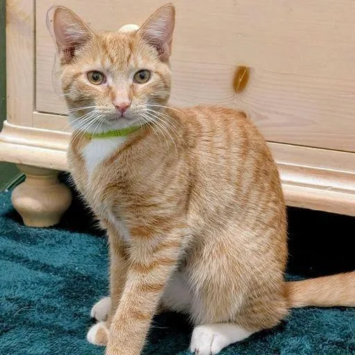 A young medium-sized female Domestic Short Hair cat named Buttercup for adoption in New York, NY