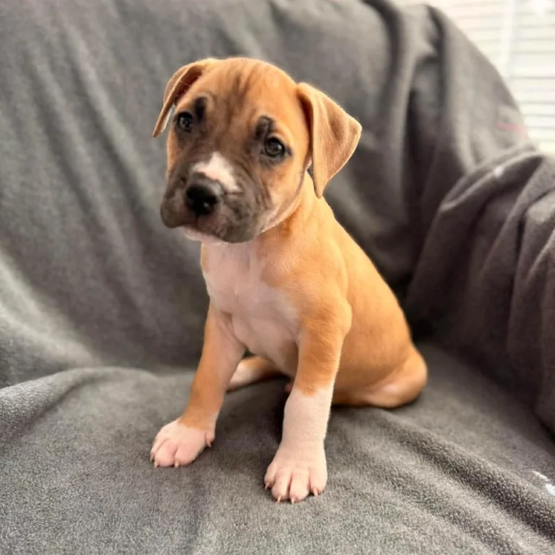 A baby medium-sized male Brown / Chocolate Mixed Breed dog named Stud for adoption in Fredericksburg, VA