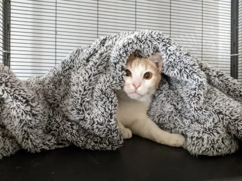 A young medium-sized male Buff & White Domestic Short Hair cat named Nibbles for adoption in Spencer, NY
