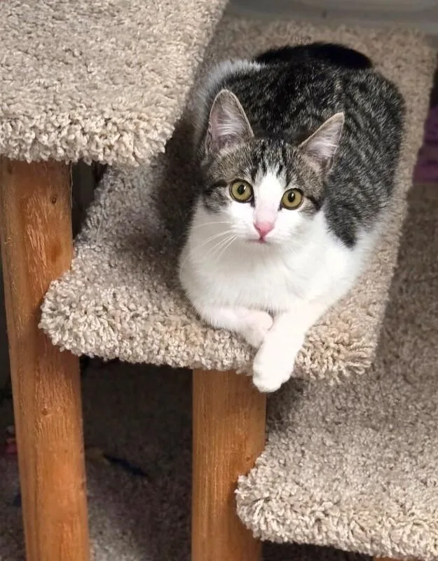 A young small-sized female Gray & White Tabby cat named Valerie Van Halen for adoption in Anthem, AZ