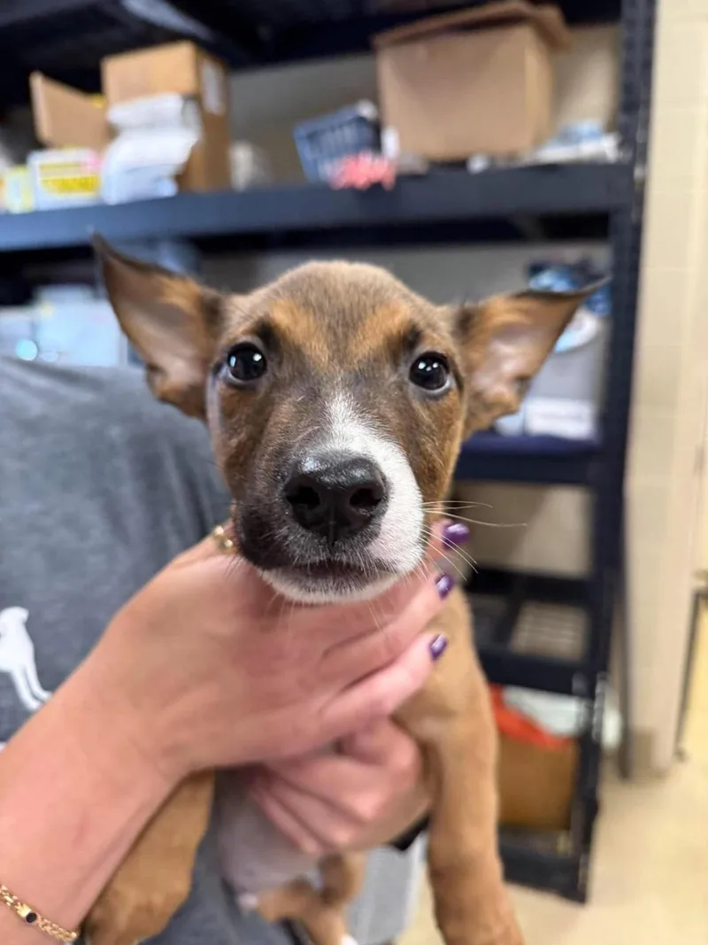 A baby small-sized male Australian Cattle Dog / Blue Heeler dog named James for adoption in Rockwall, TX