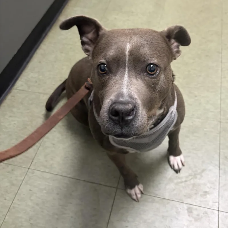 An adult medium-sized female Gray / Blue / Silver Pit Bull Terrier dog named Letty for adoption in Northville, MI