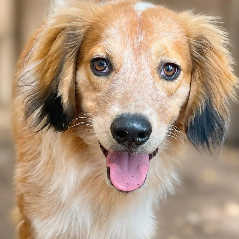 An adult medium-sized male Yellow / Tan / Blond / Fawn Spaniel dog named Toby for adoption in Boerne, TX