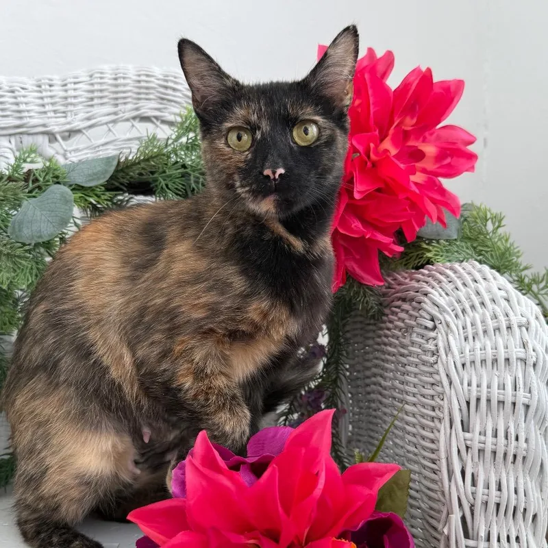 An adult medium-sized female Tortoiseshell Domestic Short Hair cat named Mary Shelley for adoption in Eaton Rapids, MI