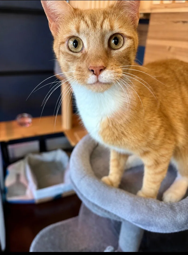 A young medium-sized male Tabby (Orange / Red) Domestic Short Hair cat named Archie for adoption in Boca Raton, FL