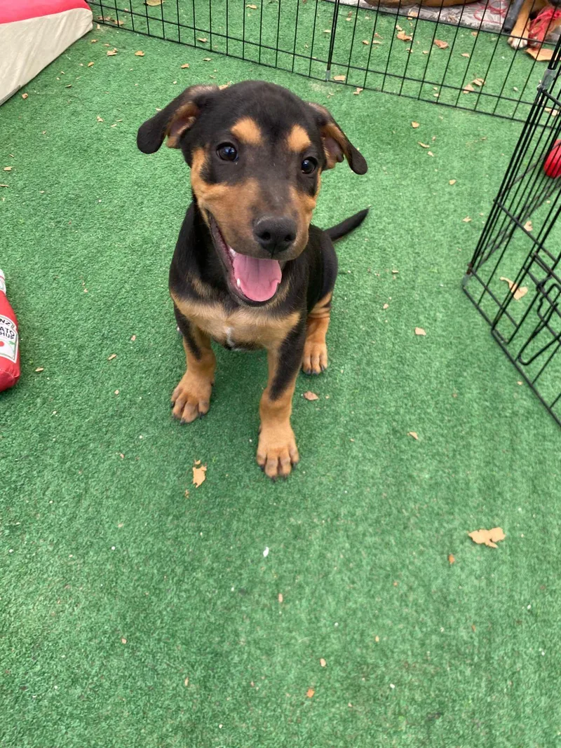 A baby medium-sized male Tricolor (Brown, Black, & White) Beagle dog named Gregory Bridgerton for adoption in Austin, TX