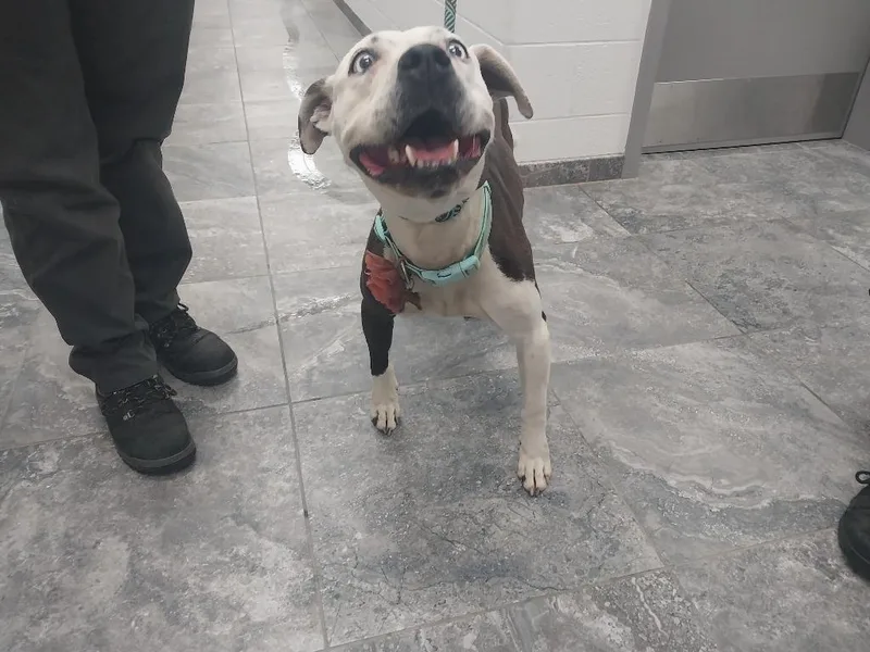 Cali