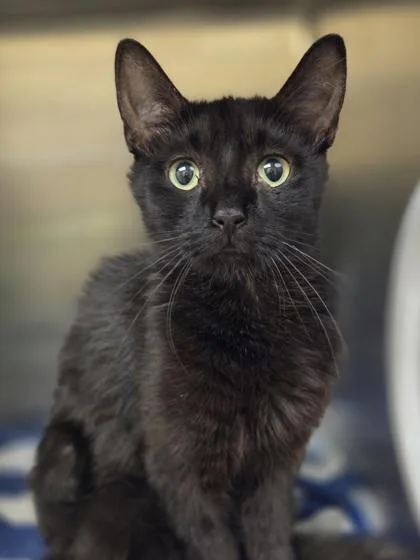 An adult medium-sized female Domestic Short Hair cat named Summer for adoption in Westland, MI