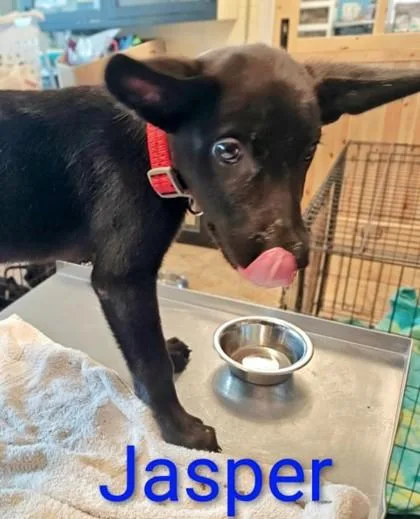 A young large-sized male Labrador Retriever dog named Jasper for adoption in Kansas City, MO