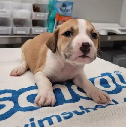 A baby small-sized female Mixed Breed dog named Glamorous for adoption in Westland, MI