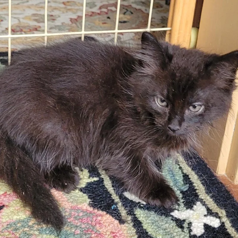 A baby small-sized male Domestic Medium Hair cat named Yang Downy for adoption in Coos Bay, OR