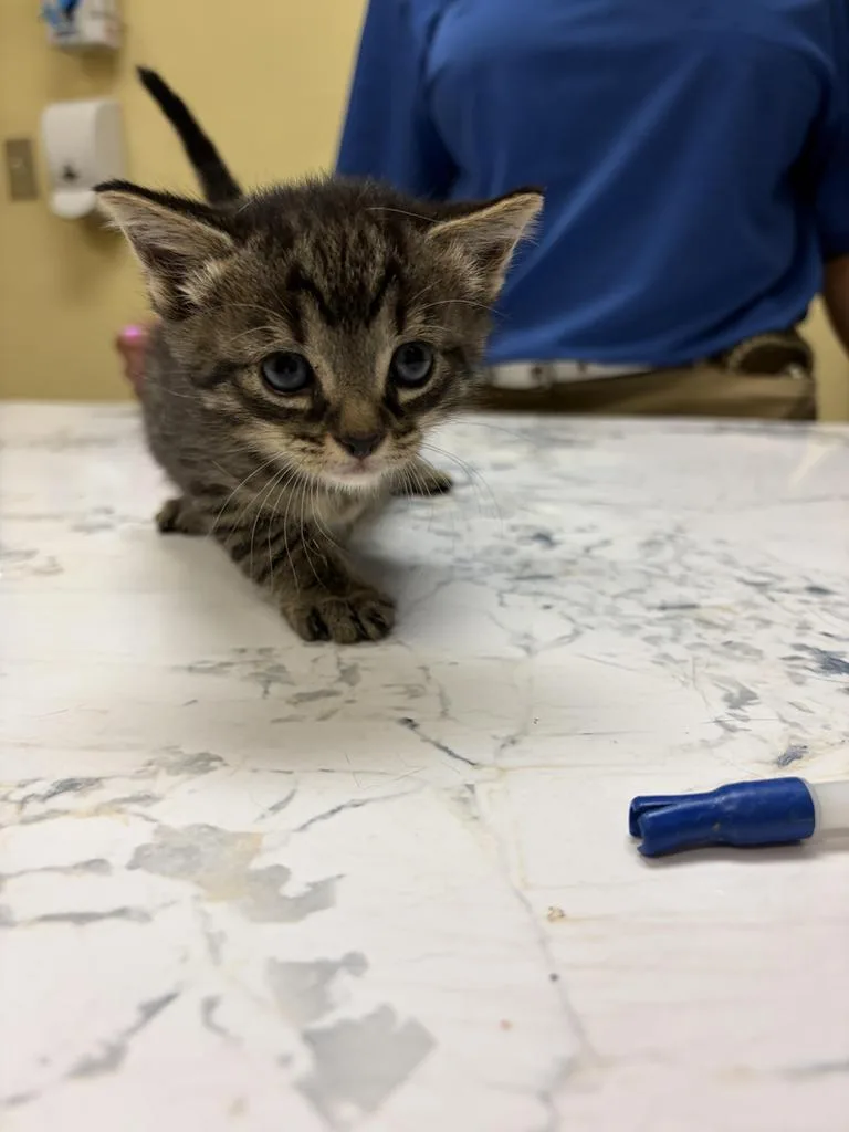 A baby medium-sized male Domestic Short Hair cat named Centaurโ
for adoption in Florence, SC