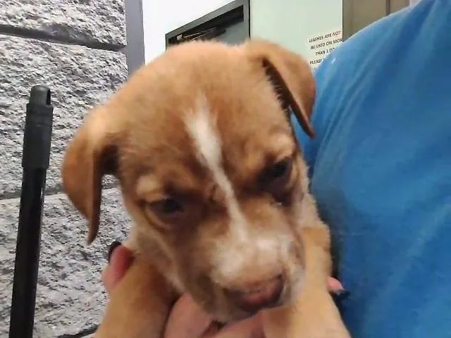 A baby small-sized female German Shepherd Dog dog named Skye for adoption in Tulsa, OK