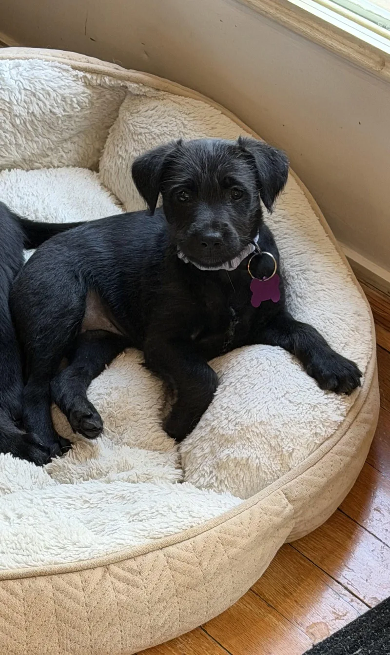 Peony Flower thumbnail 2