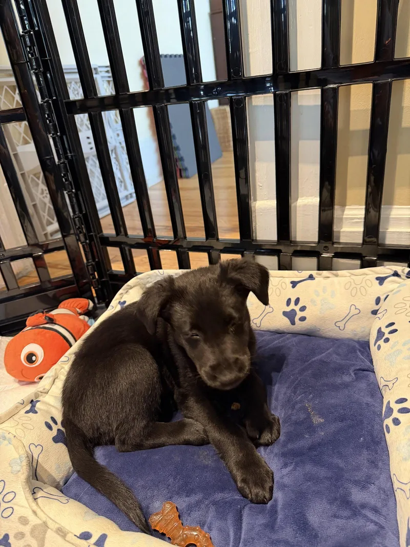 Peony Flower thumbnail 3