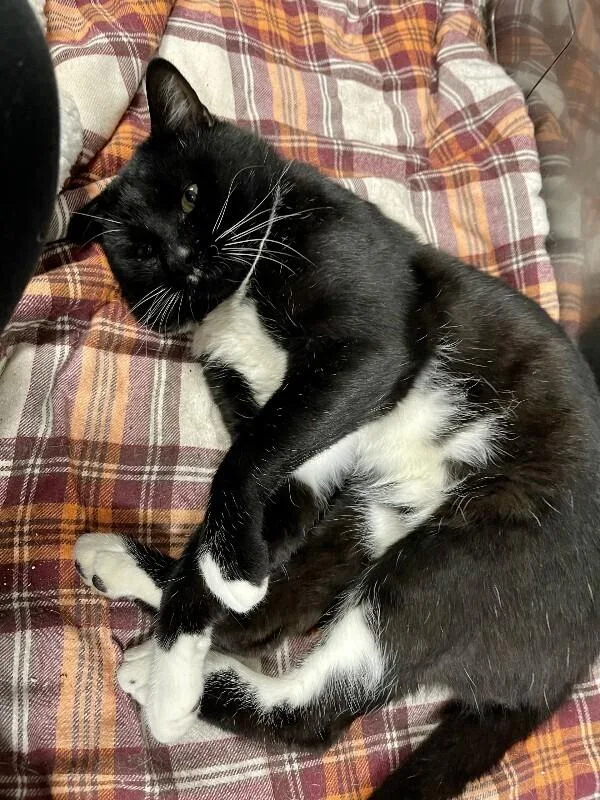 An adult medium-sized male Black & White / Tuxedo Domestic Short Hair cat named Mr. Mustache for adoption in Arlington, WA