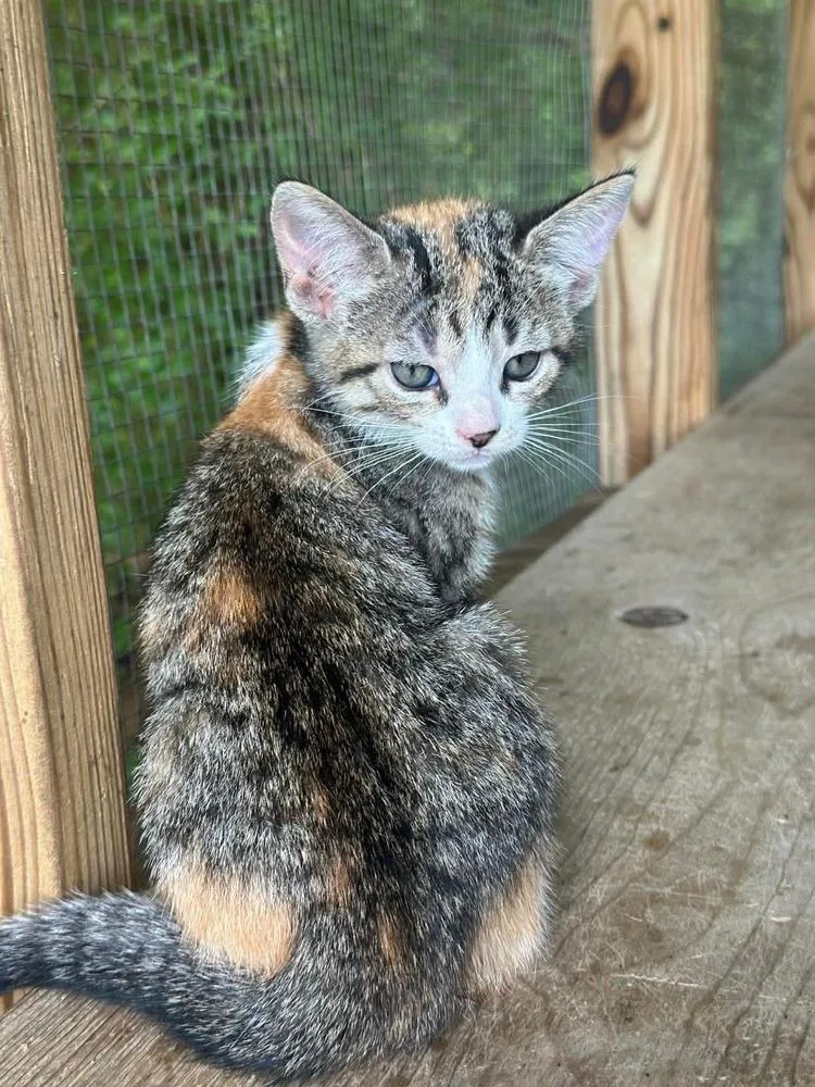 Artemis