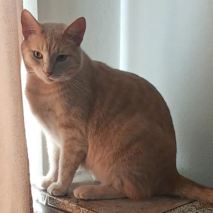An adult small-sized male Orange / Red Domestic Short Hair cat named Poundcake for adoption in Granville, OH