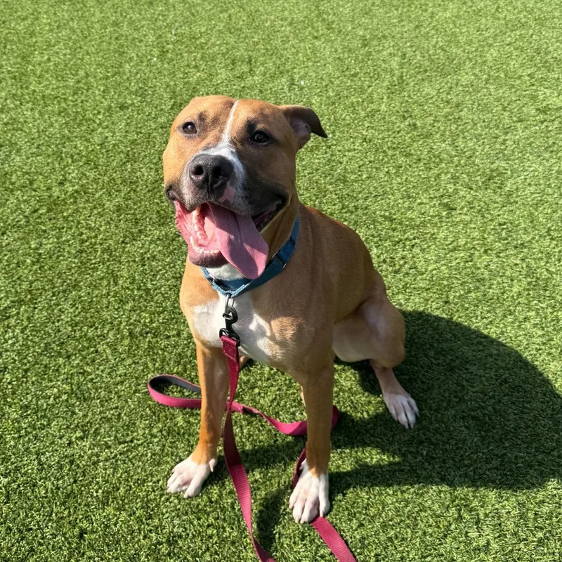 An adult large-sized male Yellow / Tan / Blond / Fawn Mixed Breed dog named Pagne for adoption in Pittsburgh, PA
