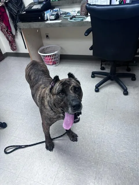 An adult large-sized male Brindle Presa Canario dog named Kodak for adoption in Clayton, NJ
