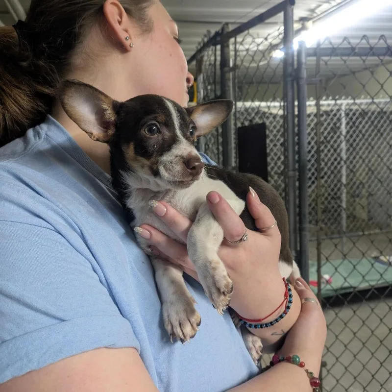 A baby small-sized male White / Cream Mixed Breed dog named Queso for adoption in East Smithfield , PA