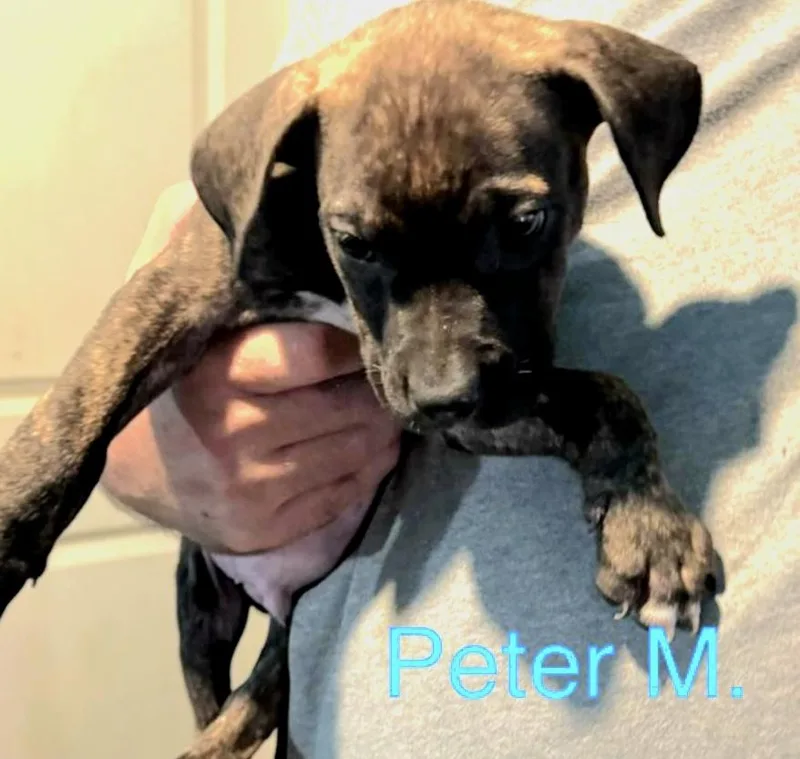 A baby medium-sized male Brindle Mixed Breed dog named Peter for adoption in Parma, OH