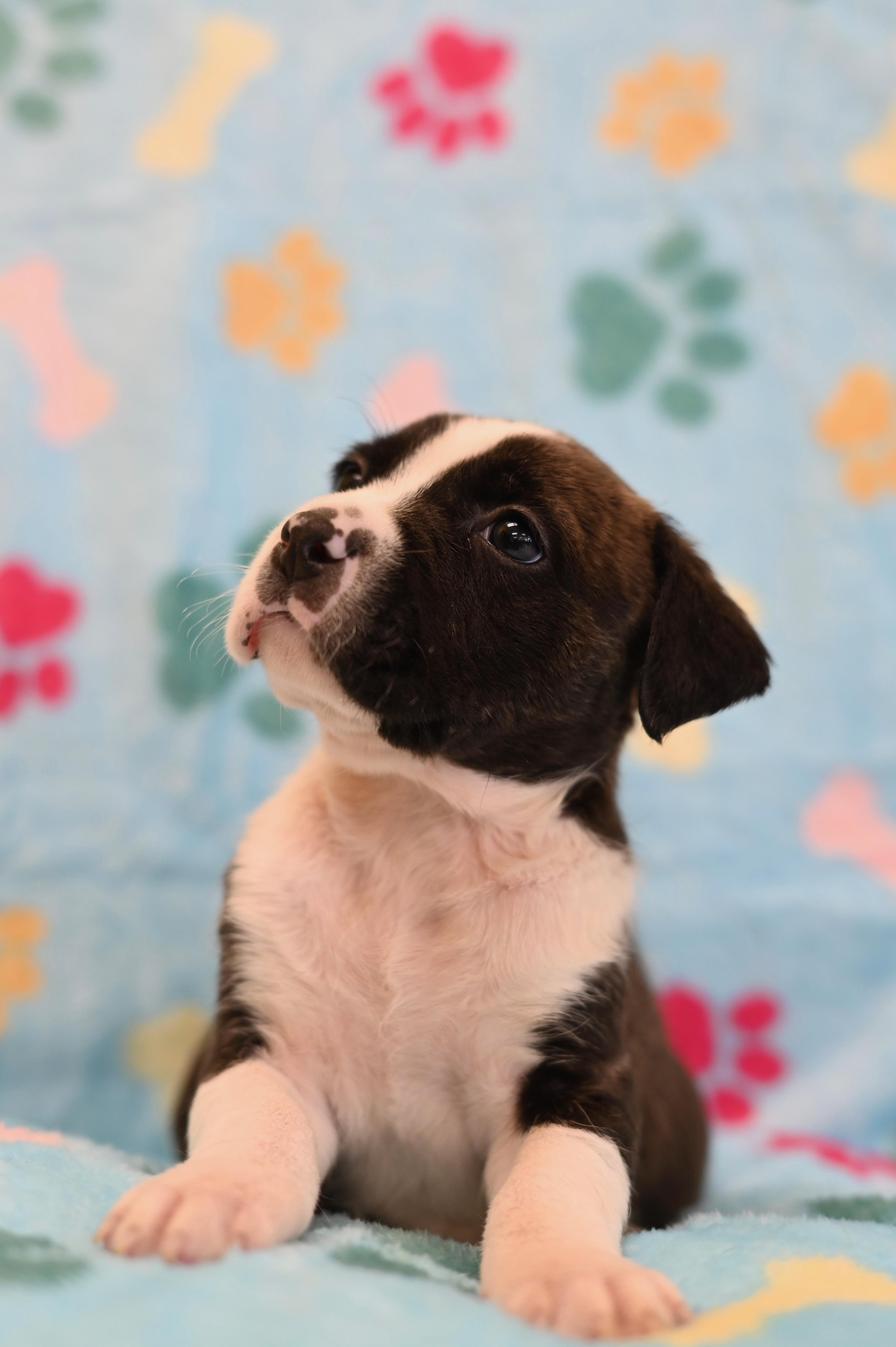 A baby medium-sized male Bulldog dog named Heron for adoption in Miami, FL
