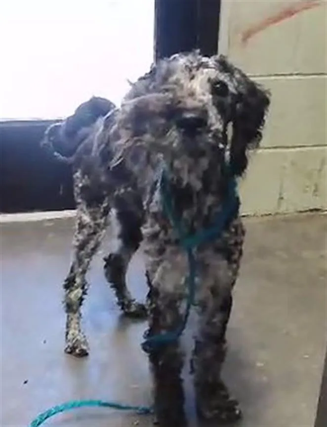 A young small-sized male Poodle dog named Zarlo for adoption in Tulsa, OK