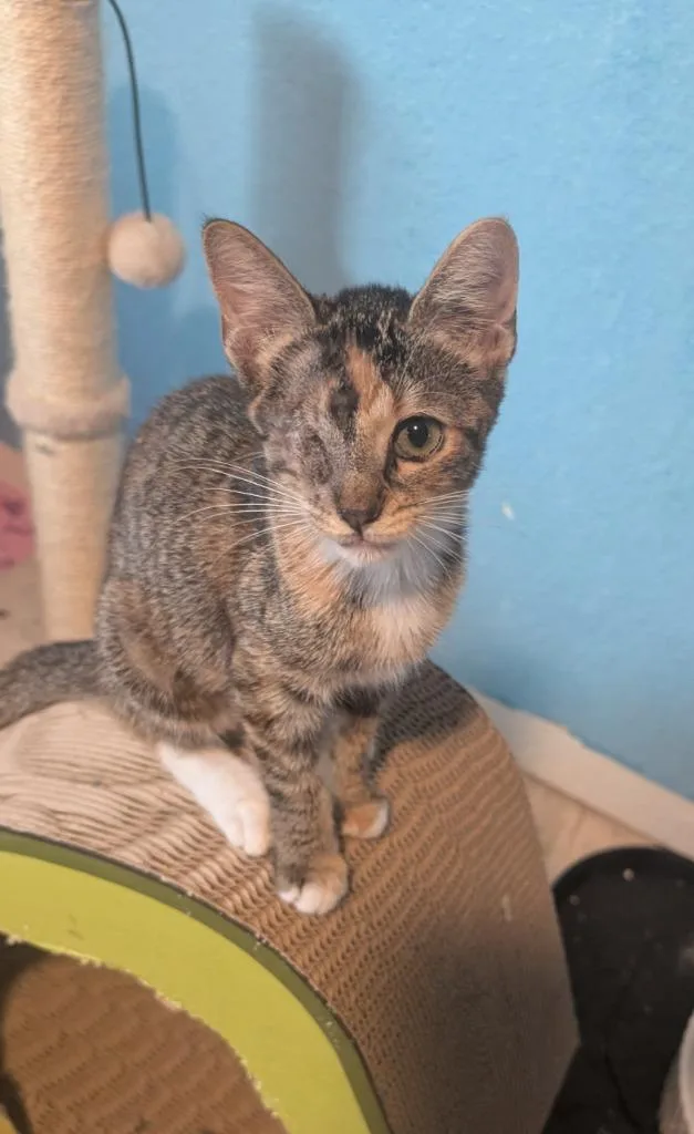 A baby medium-sized female Domestic Short Hair cat named Champagne for adoption in San Antonio, TX