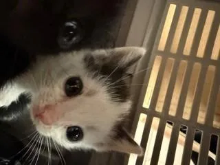 A baby small-sized male Domestic Short Hair cat named Meatball for adoption in Columbia, SC