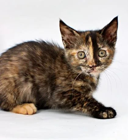 A baby small-sized female Domestic Medium Hair cat named Wanda for adoption in Morton Grove, IL
