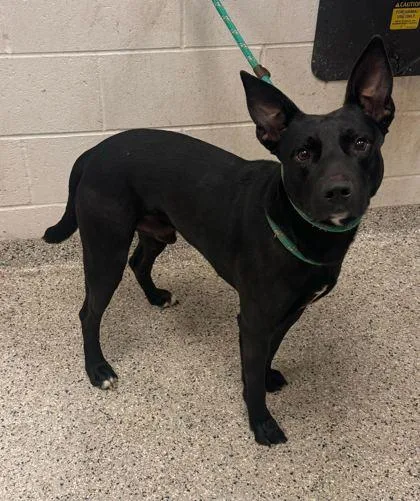 An adult large-sized male Black Mixed Breed dog named Flokie for adoption in Kansas City, MO
