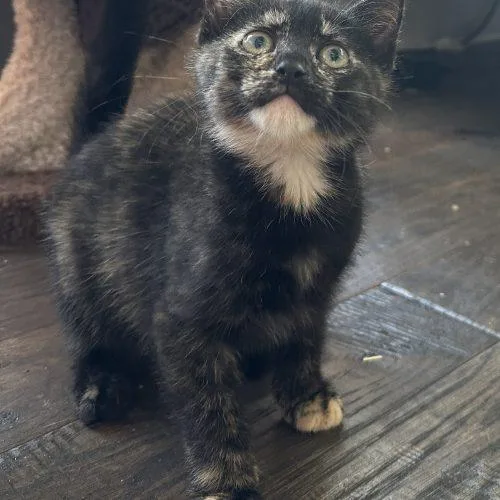 A baby small-sized female Tortoiseshell Domestic Short Hair cat named Maddie for adoption in Tipp City, OH