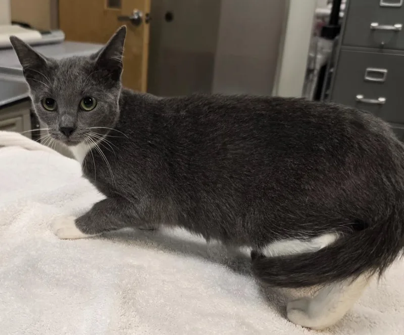 A baby small-sized female Domestic Short Hair cat named Opal for adoption in Murphysboro, IL