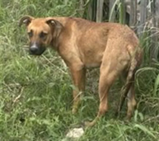 A young large-sized male German Shepherd Dog dog named Tahoe for adoption in Dallas, TX