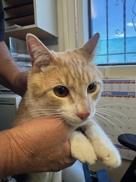 A young medium-sized male Domestic Short Hair cat named Diego for adoption in Burbank, CA