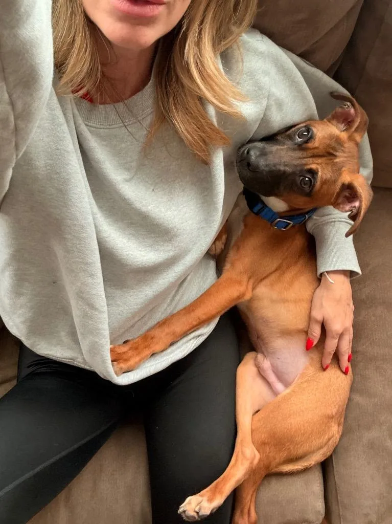 A baby medium-sized male Boxer dog named Amadeus for adoption in Bloomington, IN