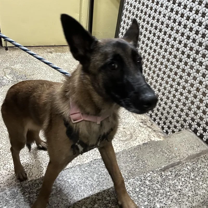 A baby medium-sized female Yellow / Tan / Blond / Fawn Belgian Shepherd / Malinois dog named Topaz for adoption in Newark, NJ
