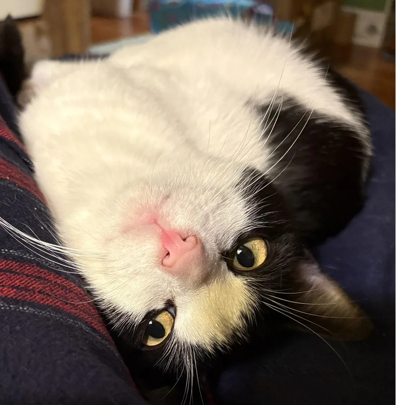 An adult medium-sized male Black & White / Tuxedo Domestic Short Hair cat named Jaspurr for adoption in Trenton, NJ